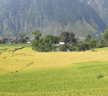 म्याग्दीमा धानबालीमा गभारोको प्रकोप, विज्ञले दिए यस्ता सुझाव